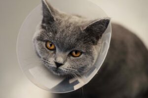 Pijn management bij huisdieren