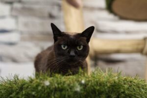 Portfolio item Net als thuis