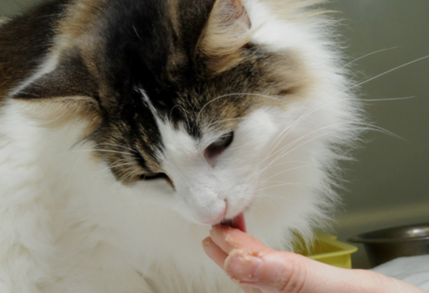 Veranderen voeding kat - Cat Friendly clinic