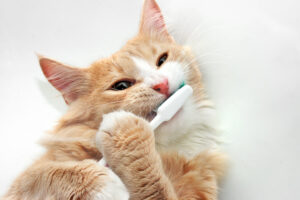 Header blog Tandsteen bij katten