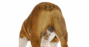 Header blog castratie reu