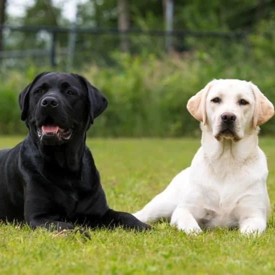 Fotowedstrijd Dierenkliniek Culemborg