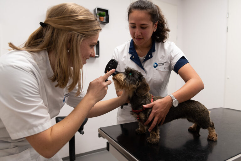 ruby-den besten-dierenarts-dierenkliniek-culemborg-isabelle-baumgartner-oogonderzoek-header extra consulten