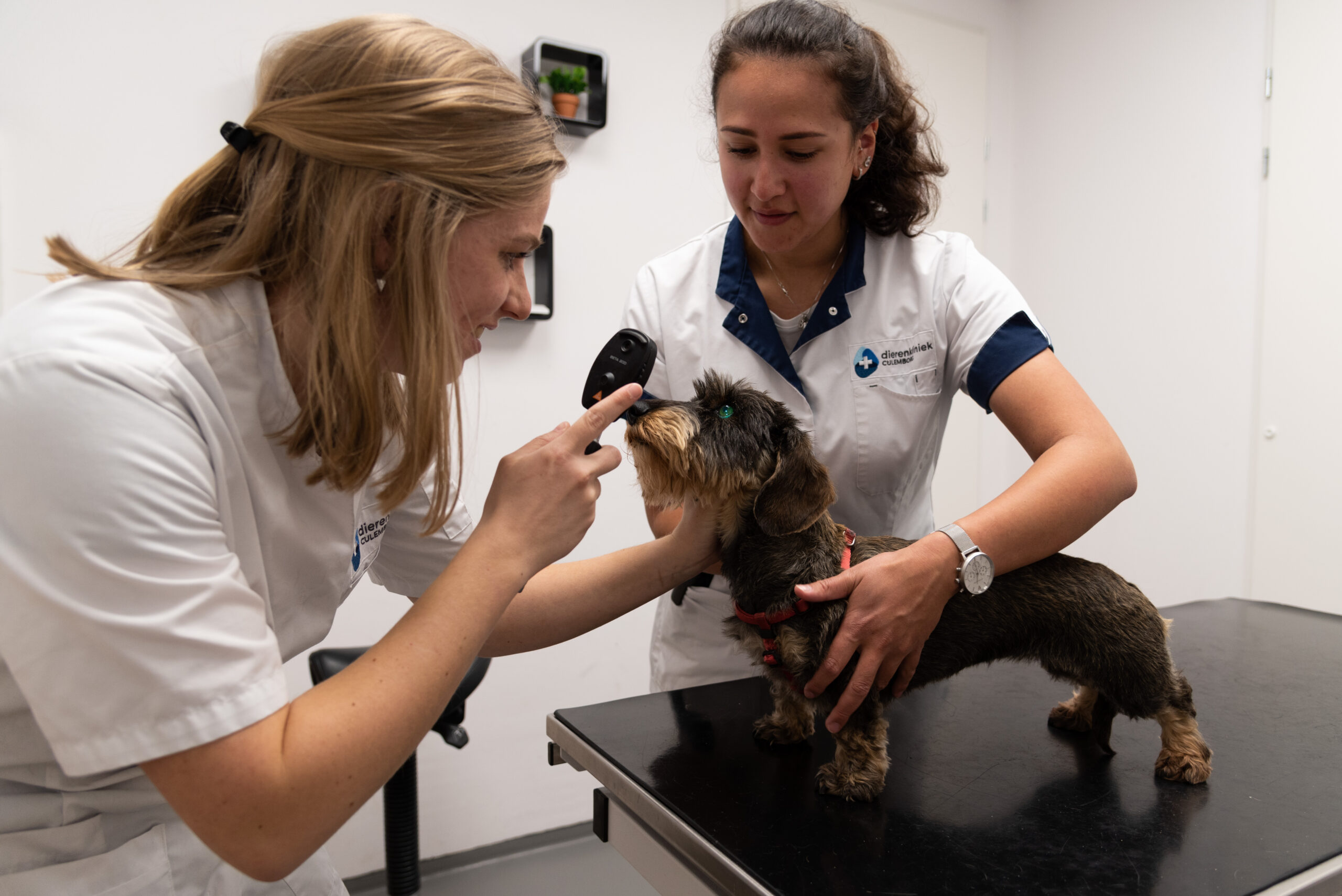 ruby-den besten-dierenarts-dierenkliniek-culemborg-isabelle-baumgartner-oogonderzoek-header extra consulten