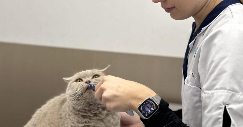 Blog minder angst kat - Eva de Roode paraveterinair