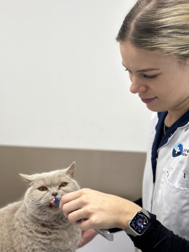 Blog minder angst kat - Eva de Roode paraveterinair