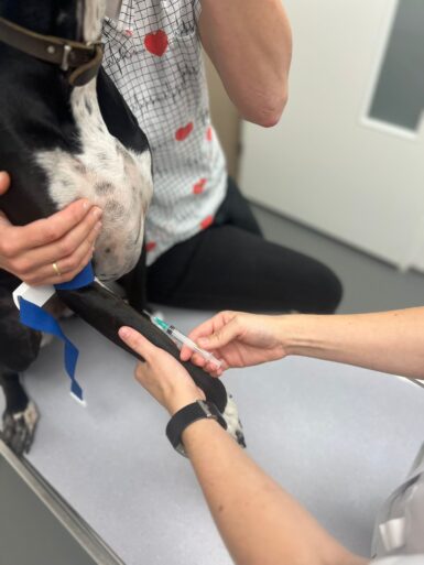 Titer test titeren bloedafname