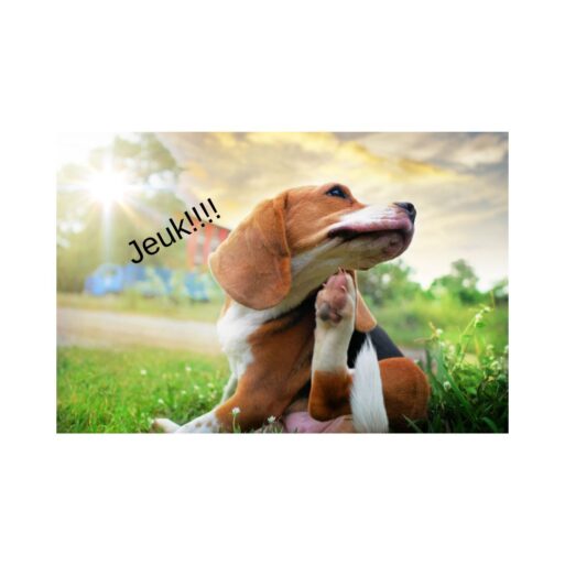 Blog vlo en teken en jeuk