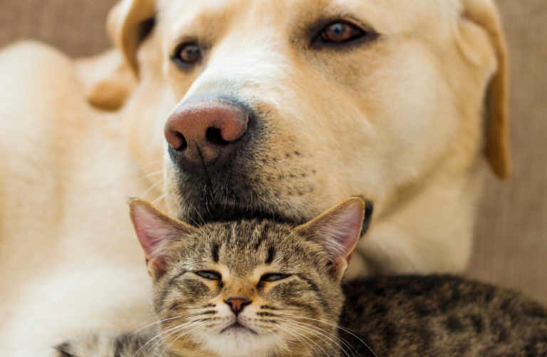 Blog annuleringsbeleid Dierenkliniek Culemborg