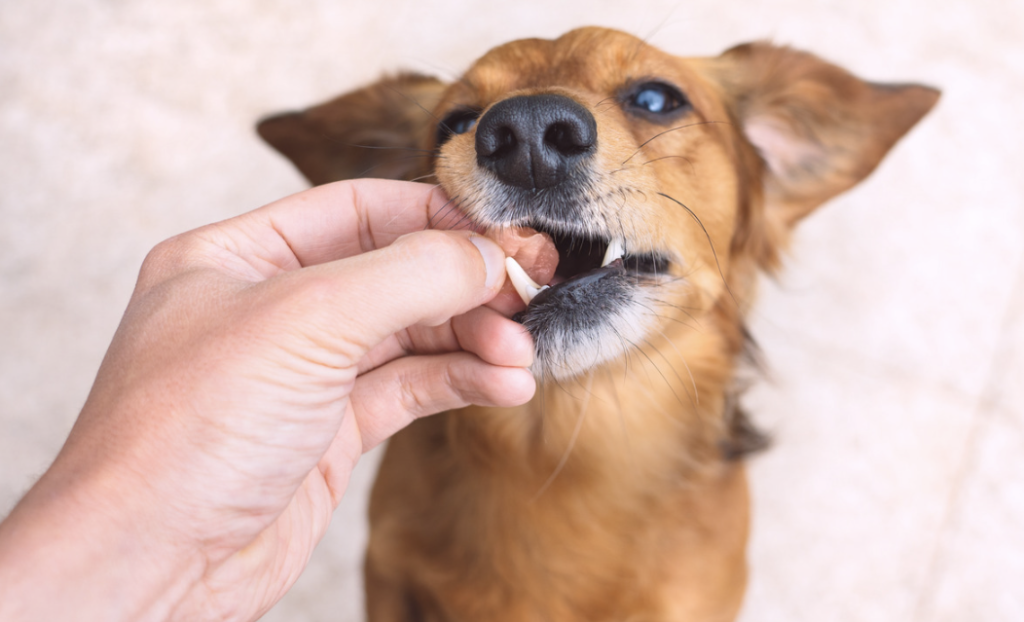 Toedienen ontwromtablet hond