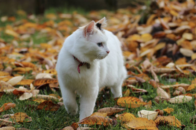 kat - blog ontwormen 