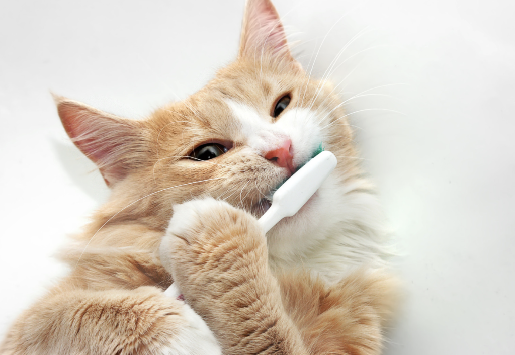 blog belang van gezond gebit