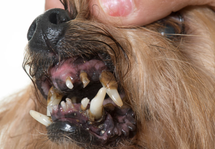Vuil gebit hond tandsteen gingivitis rotte kiezen
