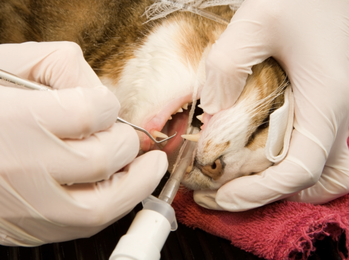 gebitssanering kat gingivitis